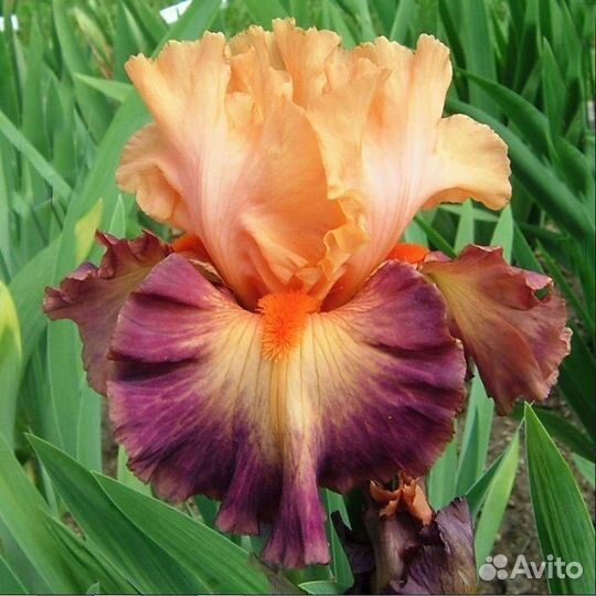 Ирисы,роза, малина,бирючина