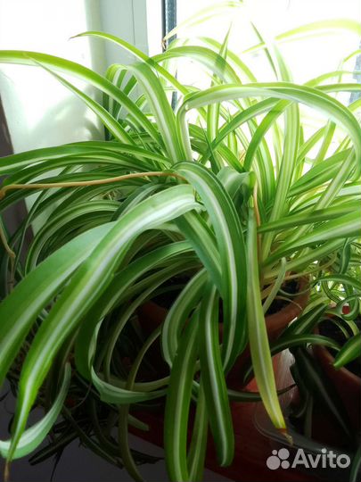 Хлорофитум