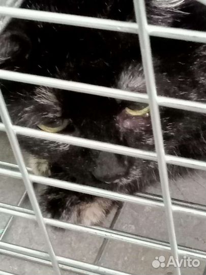 Кошки в добрые руки