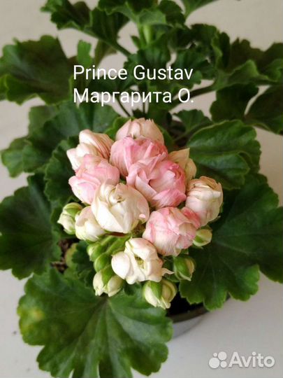 Пеларгония