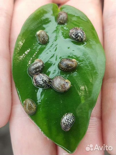 Улитки Теодоксусы очень живучие и плодовитые