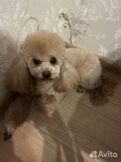 Карликовый пудель вязка