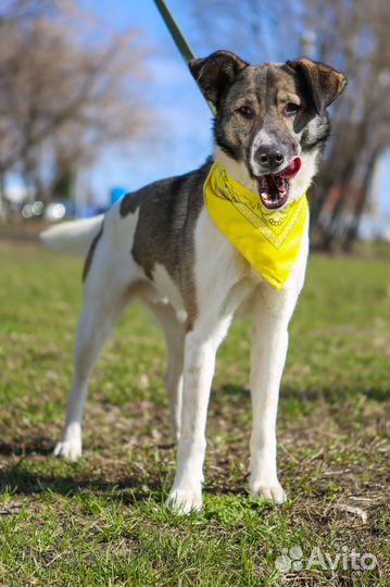 Молодой послушный пес в добрые руки