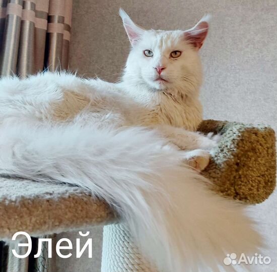 Мейн-кун для вязки