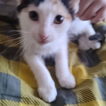 Анатолийский котёнок