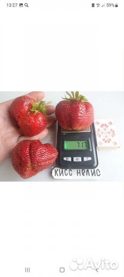 Саженцы клубники крупноплодной и ремонтантной