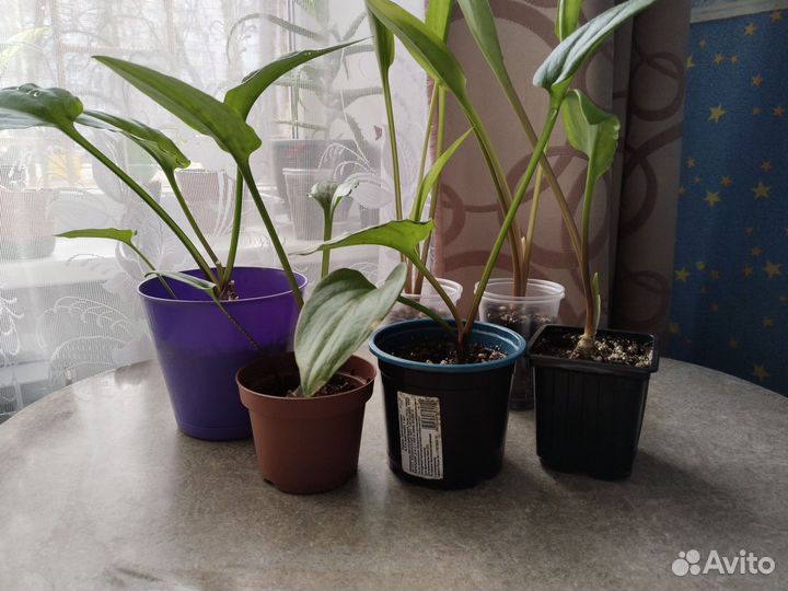 Комнатные цветы