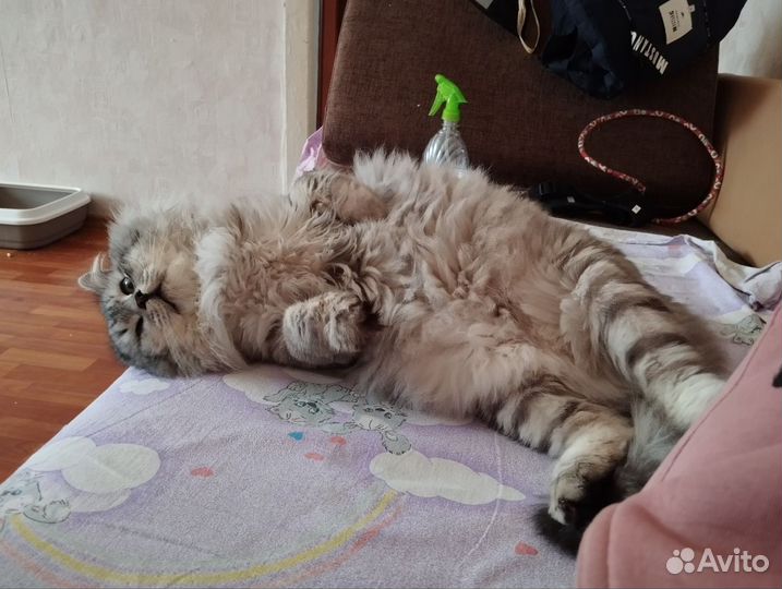Кот Арсений, в добрые руки