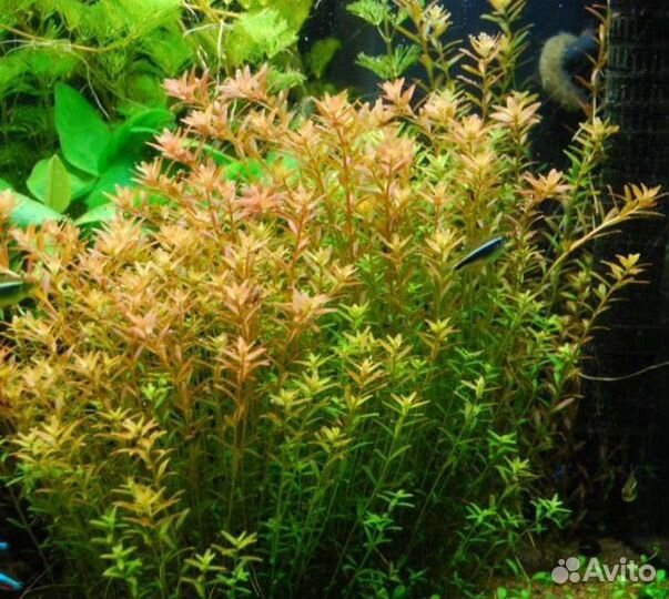 Аквариумные растения, рыбки гуппи