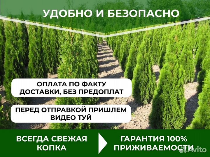 Шикарные туи оптом из питомника