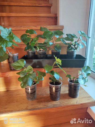 Бегония элатиор