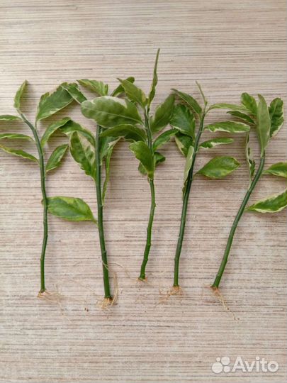 Педилантус