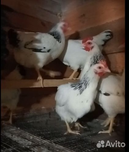 Адлерская серебристая яйцо,цыплята