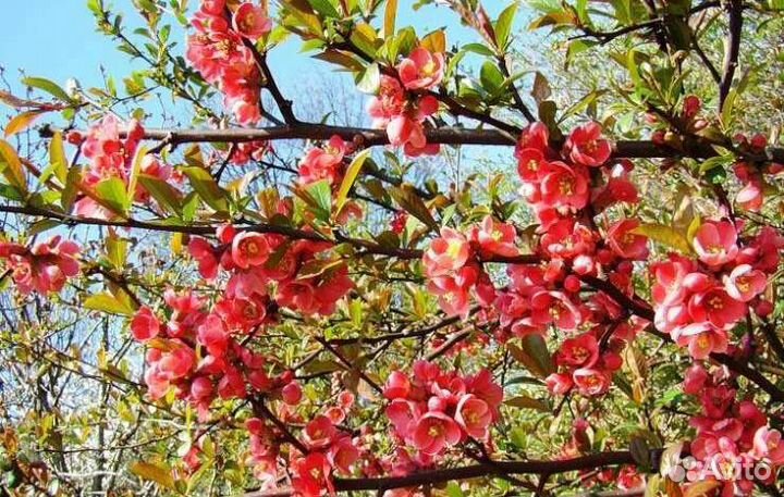 Саженцы декоративных культур