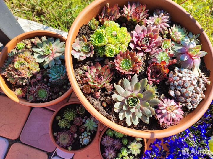 Молодило каменная роза сортовое гибридное