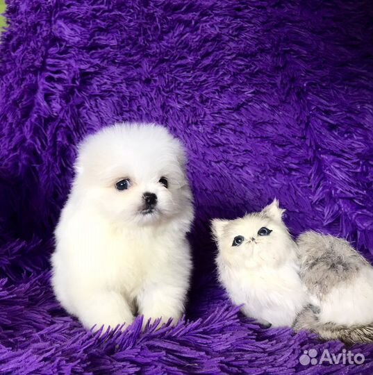 Белые помы, мишки, доставка