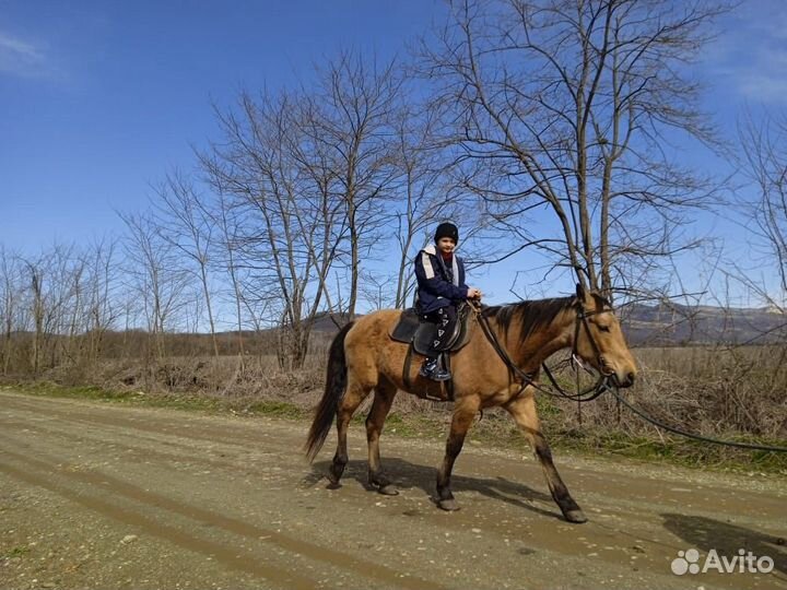 Пропали лошади