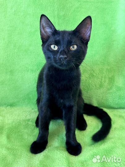 Котёнок Черчилль в добрые руки