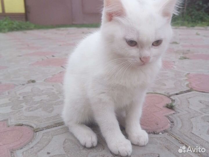 Кошка в дар бесплатно