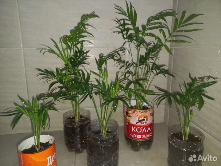 Пальма хамедорея