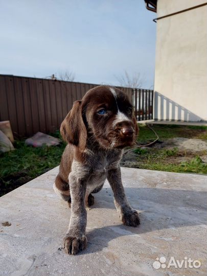 Щенки дратхаара