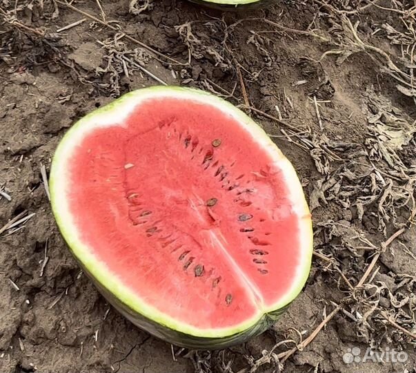 Арбуз оптом