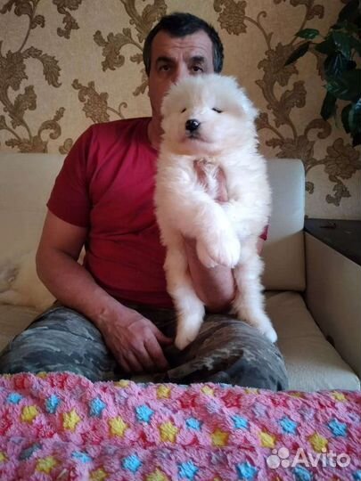 Щенки самой красивой в мире собаки самоеда