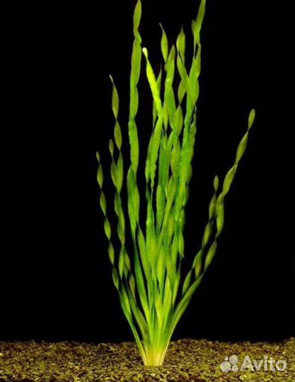 Аквариумные растения