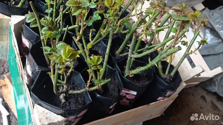 Кустовые розы саженцы