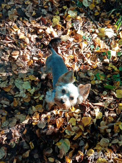 Йоркширский терьер