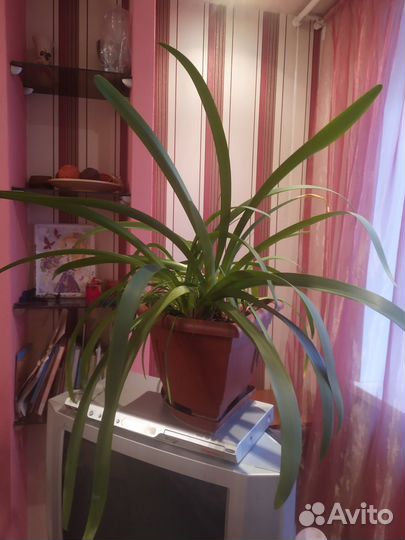 Кливия. Доставка