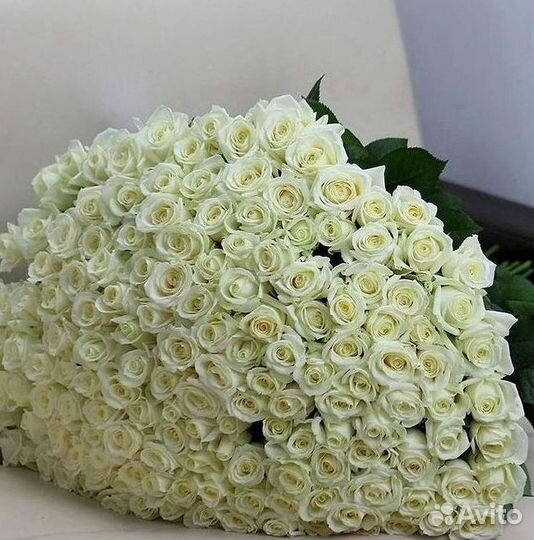 Цветы розы букеты 25 31 35 51 101 251 Доставка