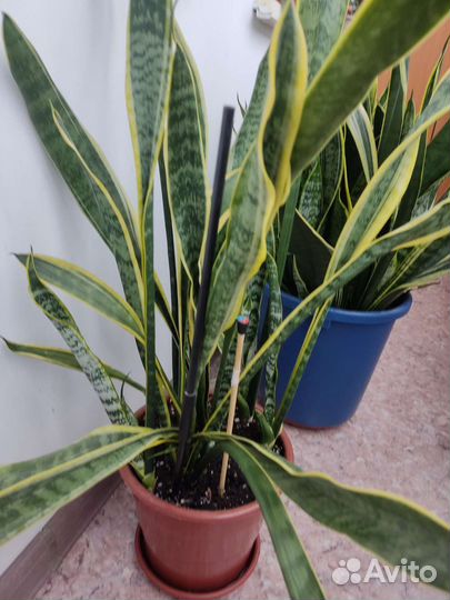 Сансевиерия щучий хвост