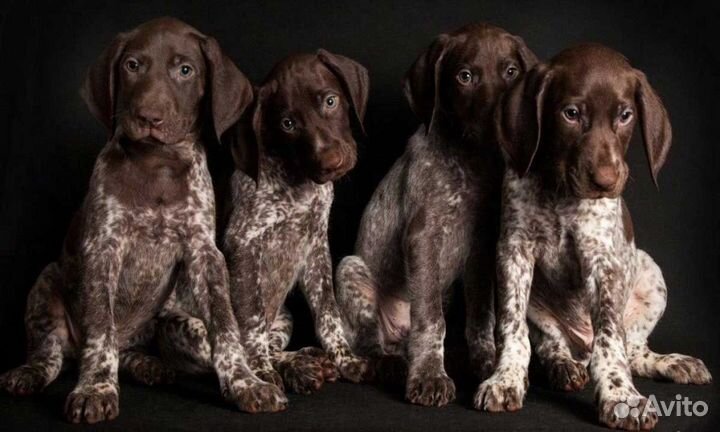 Щенки курцхаара Керчь