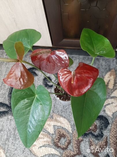 Антуриум Эссенция