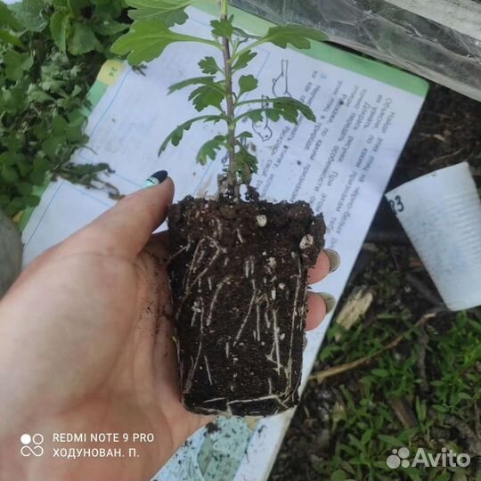 Корейская хризантема опт и розница