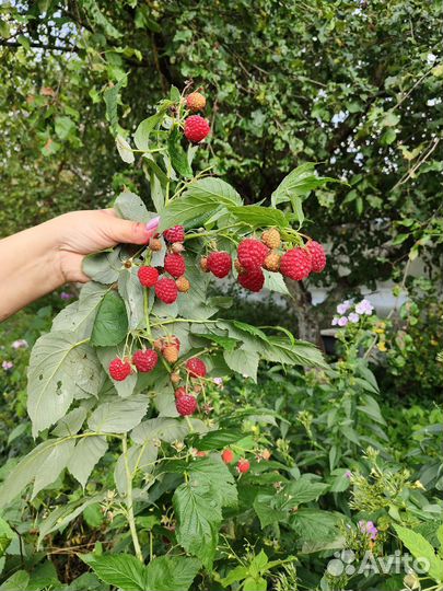 Ремонтантная малина