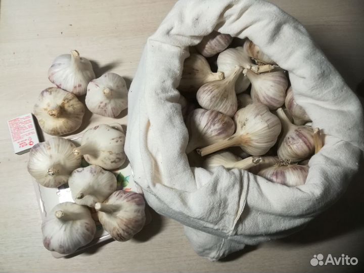 Озимый чеснок