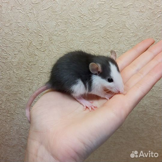 Декоративная крыса дамбо