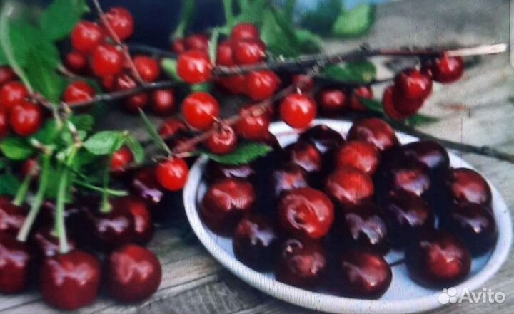 Саженцы сирени