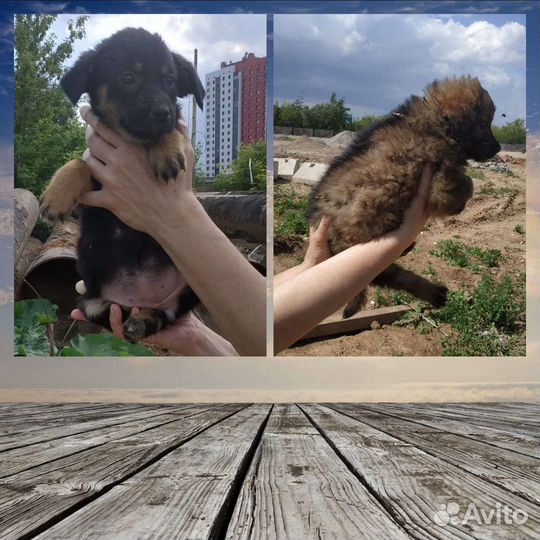 Кутята в добрые руки
