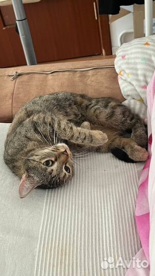 Кошка в дар привита стерилизована