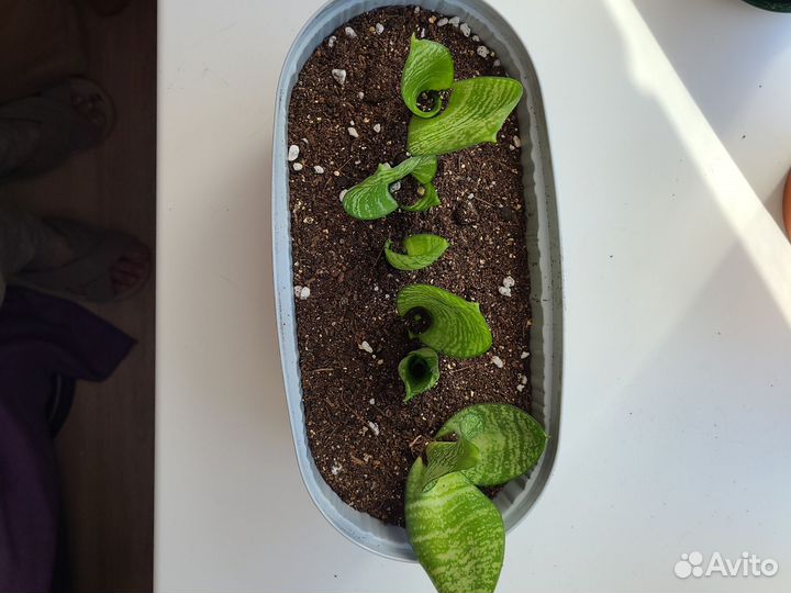 Сансевиерия