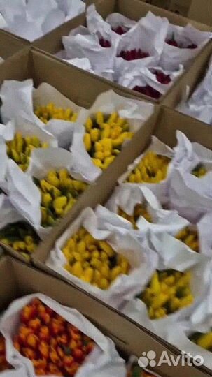 Тюльпаны оптом от производителя