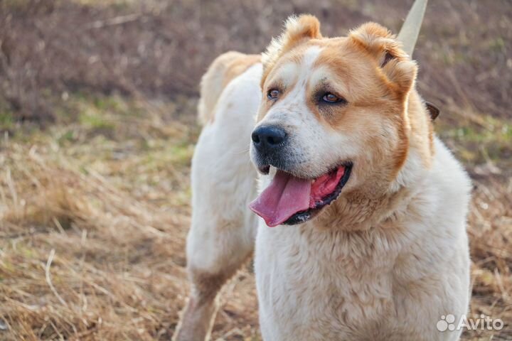Чайна в Добрые Руки