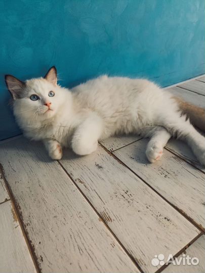 Кот Рэгдолл