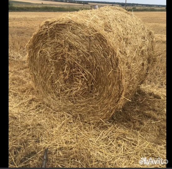 Солома ячменная в рулонах