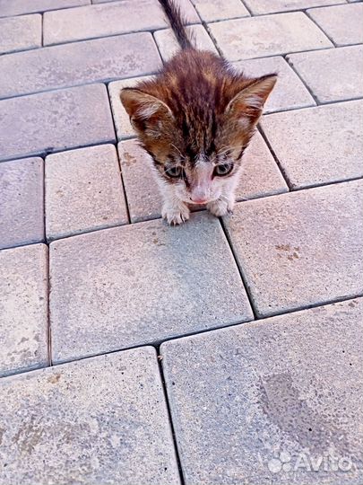 Котята мальчик и девочка