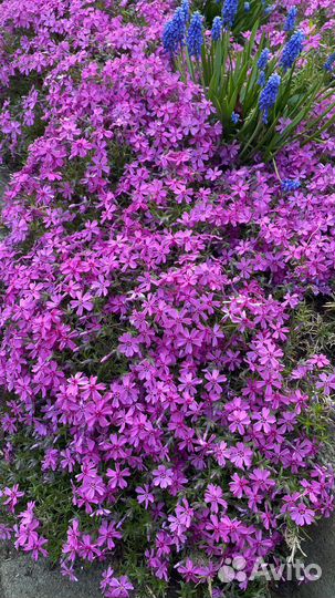 Флокс шиловидный