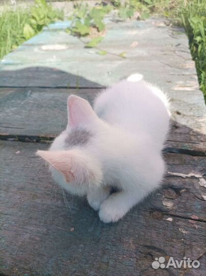 Котенок в добрые руки